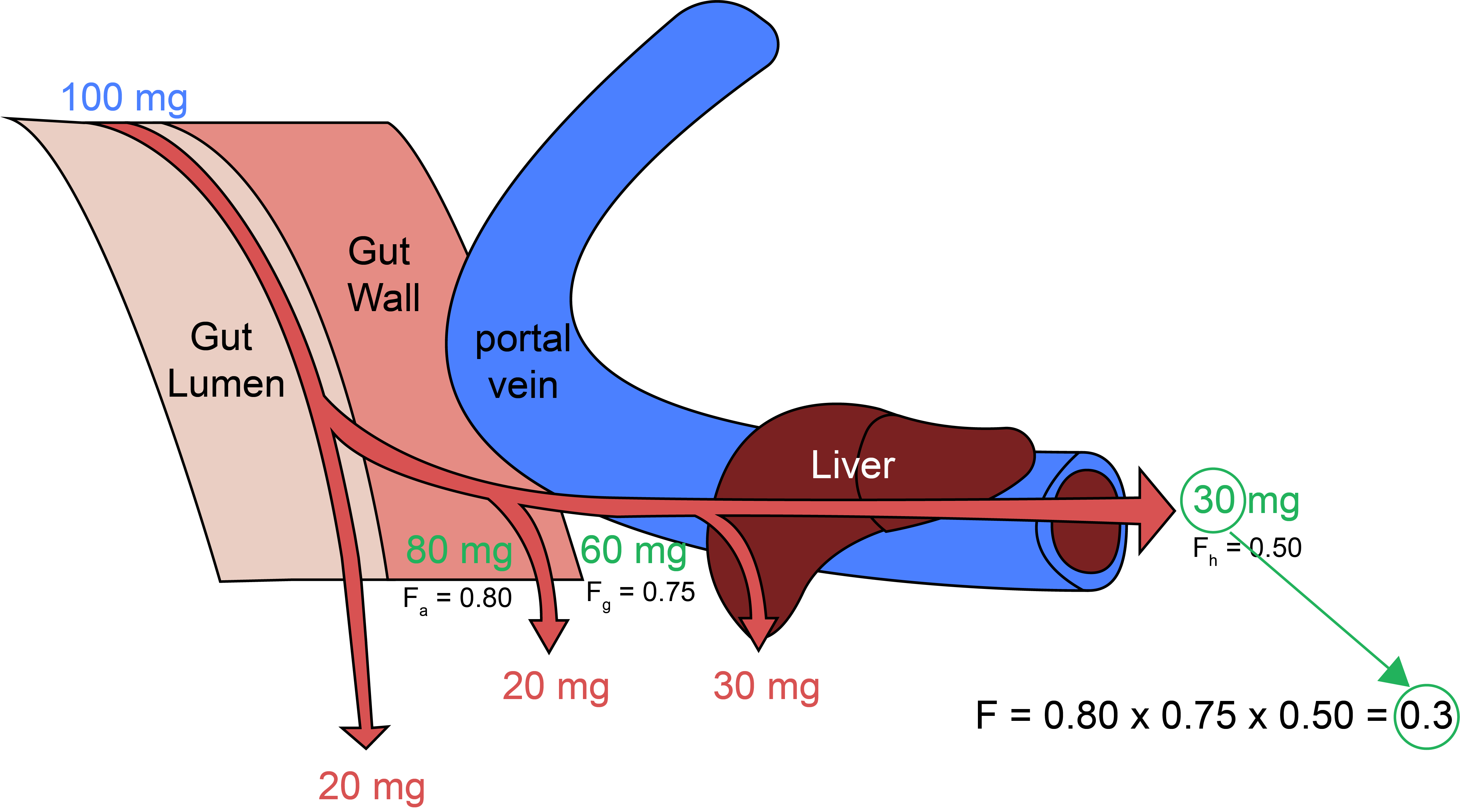 F(=Fa × Fg × Fh, 생체이용률)를 구성하는 세가지 요소. 100 mg을 먹었을 때 소화관 내강과 장 상피세포, 간을 순차적으로 통과하여 전신순환혈에 도달하는 분율을 계산하는 예